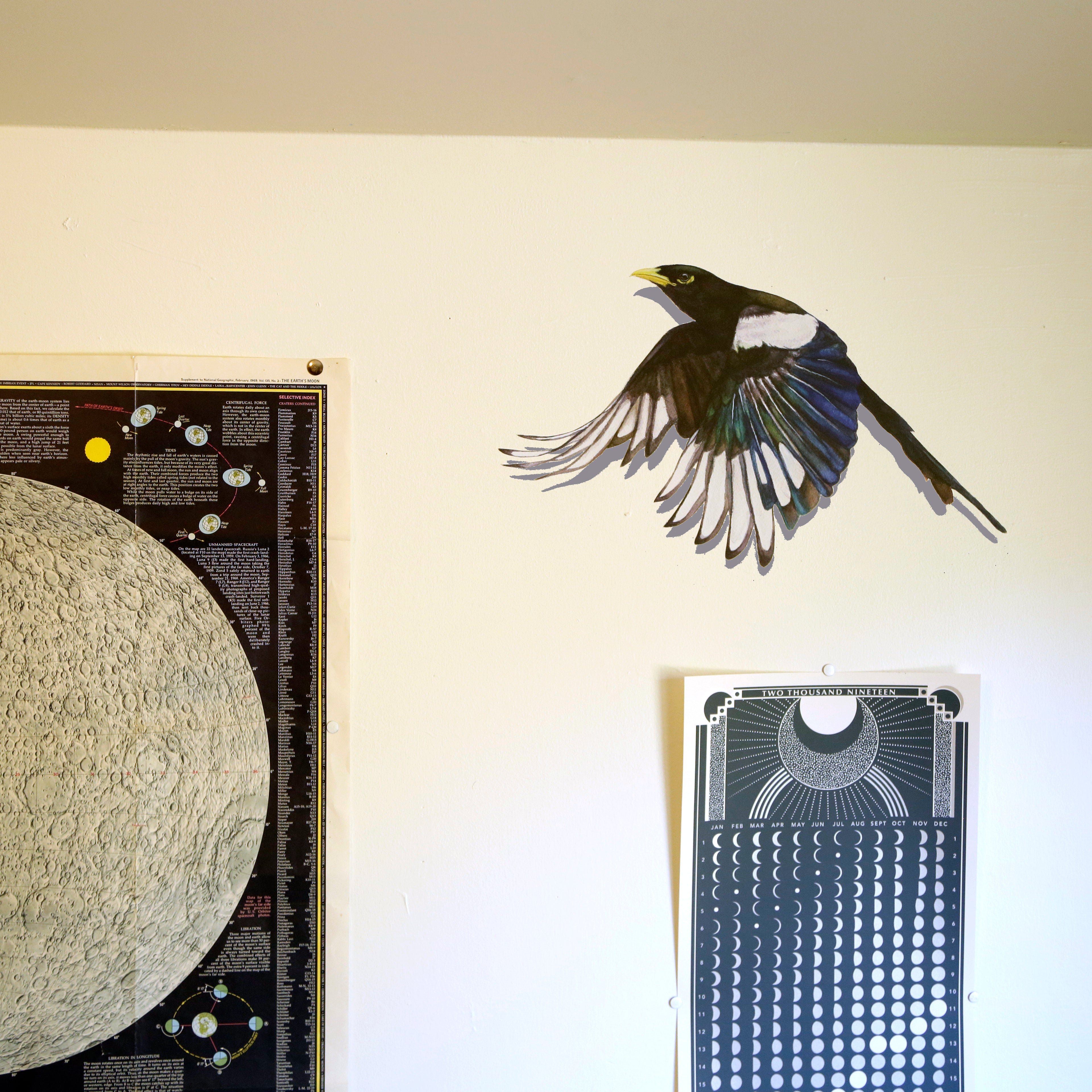 Realistic Yellow Billed Magpie in flight on a white wall next to other art.