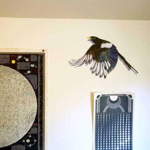 Load image 1 in gallery view. Realistic Yellow Billed Magpie in flight on a white wall next to other art.
