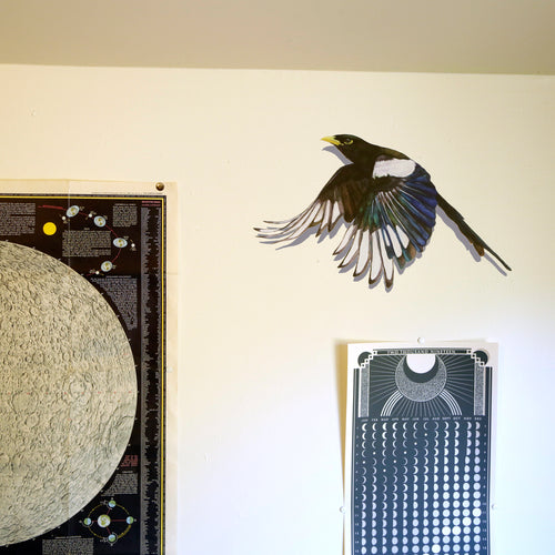 Yellow Billed Magpie Wall Decal