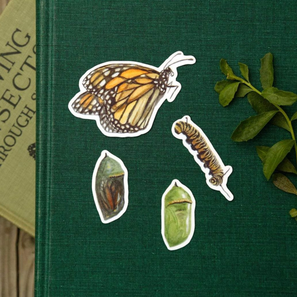 Monarch Metamorphosis- Four Vinyl Stickers