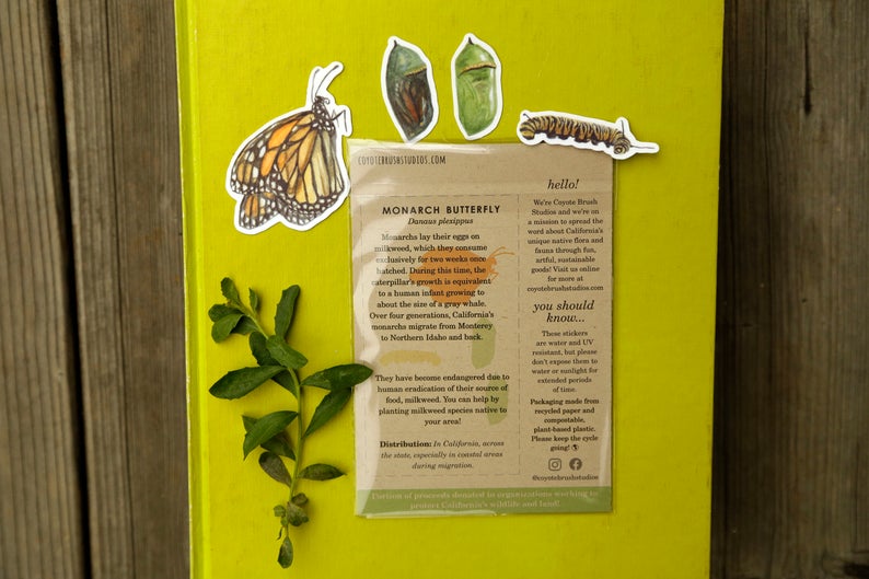 Monarch Metamorphosis- Four Vinyl Stickers