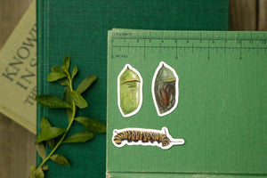 Monarch Metamorphosis Sticker Set- Four Vinyl Stickers