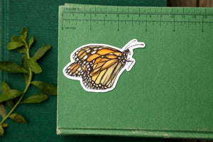 Monarch Metamorphosis Sticker Set- Four Vinyl Stickers