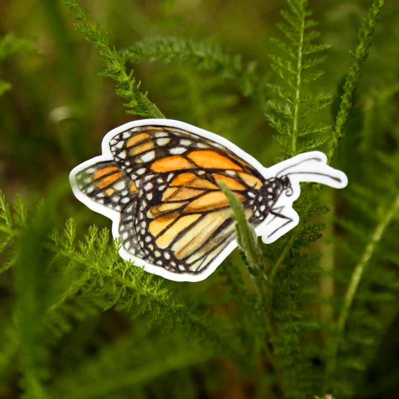 Monarch Metamorphosis- Four Vinyl Stickers