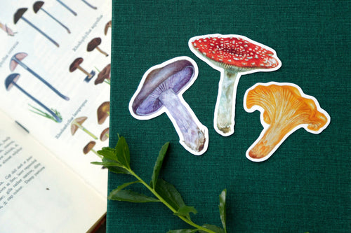 Load image 1 in gallery view. Mushroom Vinyl Stickers: Amanita muscaria, Chanterelle, Blewit