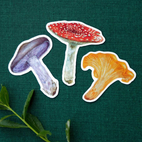 Load image 1 in gallery view. Mushroom Vinyl Stickers: Amanita muscaria, Chanterelle, Blewit