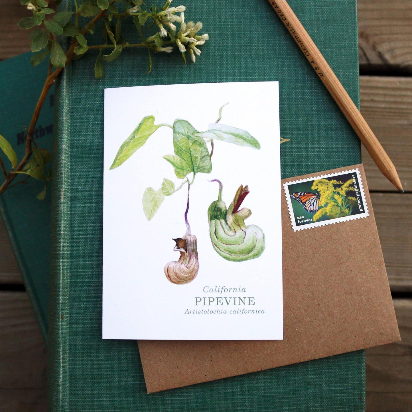Set of 8 Wildflower Cards - Poppy, Lupine, Larkspur, Indian Paintbrush, Mariposa Lily, Pipevine, Humboldt Lily, Calypso Orchid