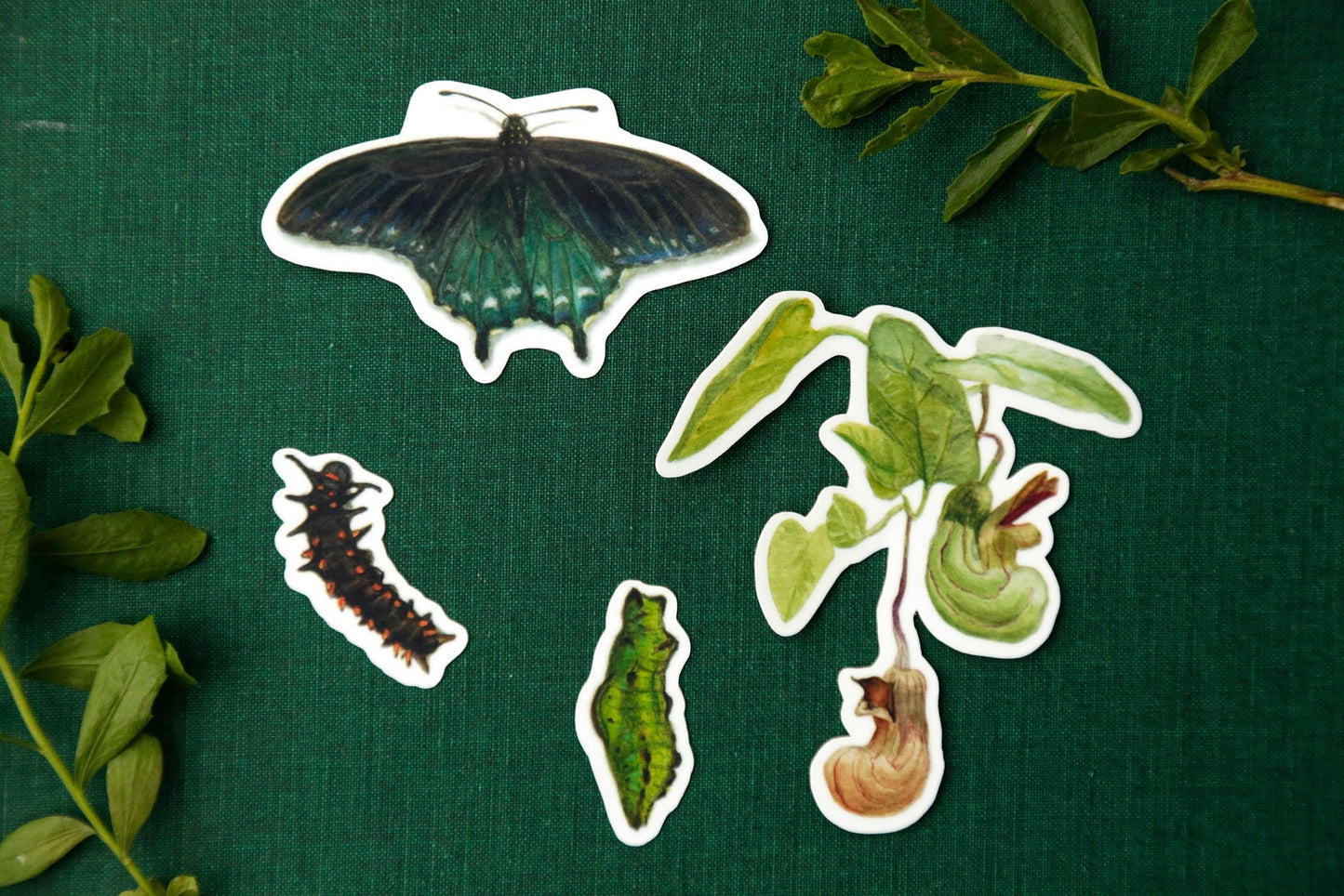 Pipevine Swallowtail Metamorphosis Vinyl Stickers