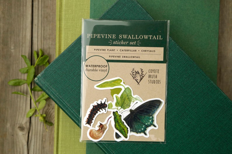 Pipevine Swallowtail Metamorphosis Vinyl Stickers