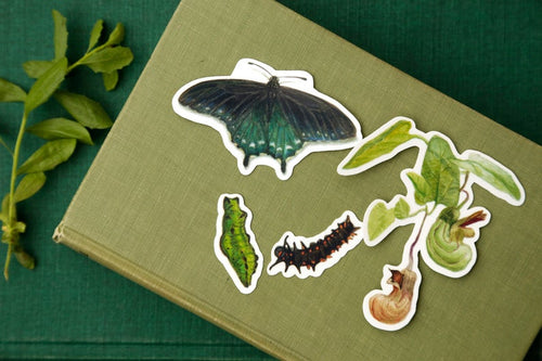 Load image 1 in gallery view. Pipevine Swallowtail Metamorphosis Vinyl Stickers