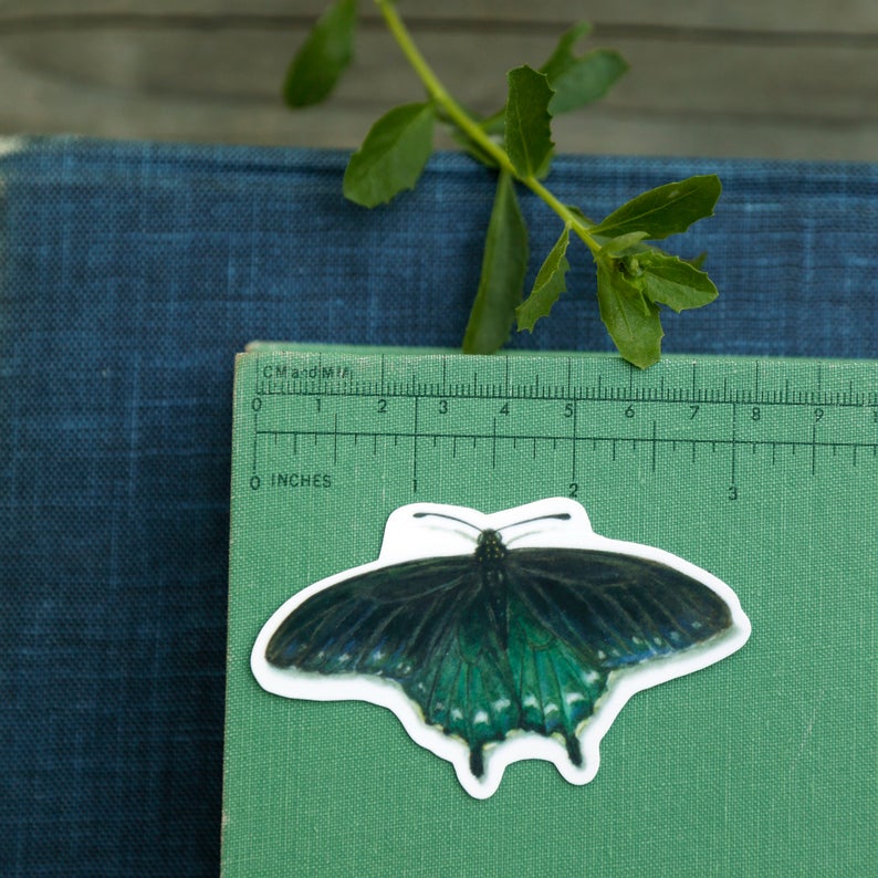 Pipevine Swallowtail Metamorphosis Vinyl Stickers