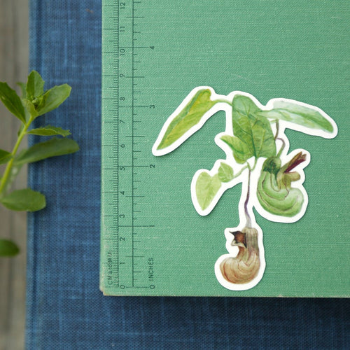 Load image 1 in gallery view. Pipevine Swallowtail Metamorphosis Vinyl Stickers