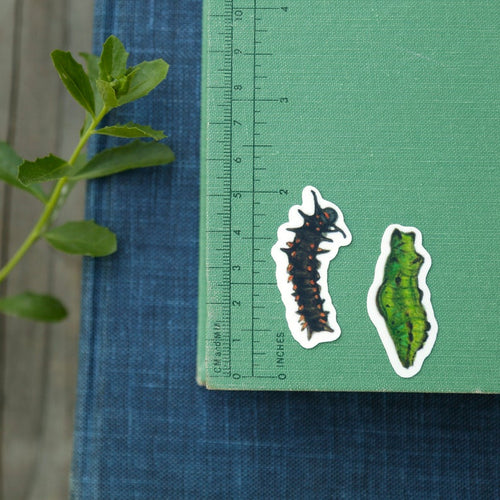 Load image 1 in gallery view. Pipevine Swallowtail Metamorphosis Vinyl Stickers