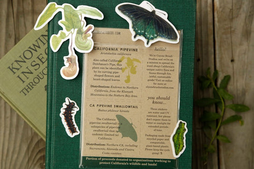 Load image 1 in gallery view. Pipevine Swallowtail Metamorphosis Vinyl Stickers