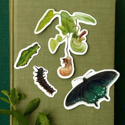 Load image 1 in gallery view. Pipevine Swallowtail Metamorphosis Vinyl Stickers