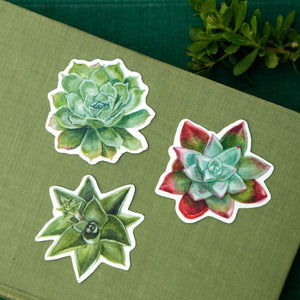 Succulents Native California Dudleya: Three Vinyl Stickers