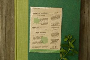 Succulents Native California Dudleya: Three Vinyl Stickers